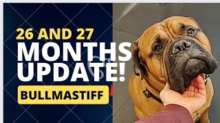 Living With A Bullmastiff 27 Months Old [upl. by Whitehouse90]