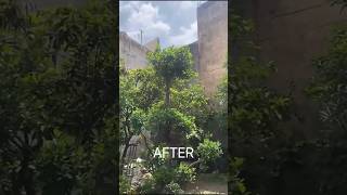 Garden update  Ficus Topiary nature garden landscaping [upl. by Ardene]