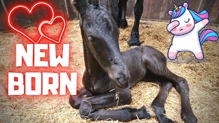 Surprise A newborn foal of Reintje So cute 😍 But sad for Queen👑Uniek 😪  Friesian Horses [upl. by Mil]