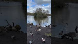 Heaton Park Goose manchester uklifestyle [upl. by Nerval605]