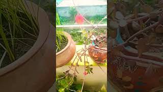 purslane plant care gardenflowerplants gardening gardenideas viralvideo 🏡🏡 [upl. by Sewellyn]