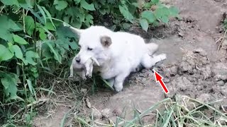 Paralyzed stray dog ​​mother holds newborn puppy in mouth looking for a shelter [upl. by Ailaro]