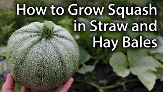 Growing Squash in StrawHay Bales  Sustainable Vegetable Gardening [upl. by Alletsirhc]