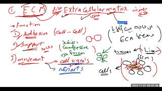 Extracellular matrix ECM النسيج البيني خارج الخلية [upl. by Lemmuela519]