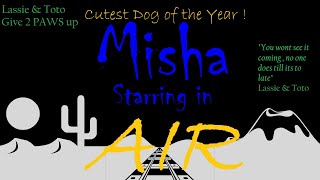 Misha in Air  Final Cut  Cutest pomsky dog in the world Dont miss this installment of the SAGA [upl. by Ylebmik]