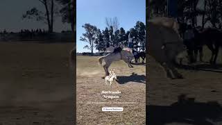 Emiliano Gardiner hijo vs quotEl Chalecoquot de Paco Lopez caballos jinetes monta jineteodetoro horse [upl. by Trin]