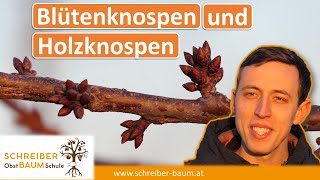 Blütenknospen und Holzknospen unterscheiden  wichtig für den Obstbaumschnitt [upl. by Raffin]