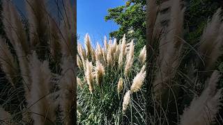 Pampas grass パンパスグラスplant [upl. by Schiffman404]