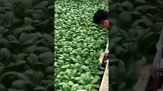 Hydroponic Vegetable Farming [upl. by Aenej]