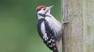 Great Spotted Woodpecker [upl. by Tjaden]