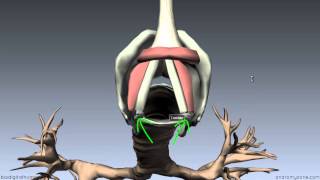 Larynx  Ligaments Membranes Vocal Cords  3D Anatomy Tutorial [upl. by Akemhs]