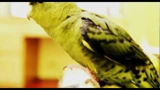 The Lineolated parakeet good at with singing Its really awesome [upl. by Cir]