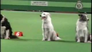 VTS12Dogs1996wmv [upl. by Ika]