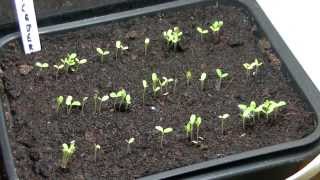 Iceberg Lettuce Seeds Emerging TimeLapse [upl. by Anaeli683]