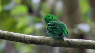 Video of Green Broadbill [upl. by Mccully]