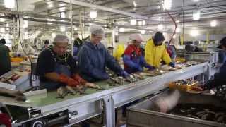 Processing salmon fish at the local Petersburg Cannery in Alaska [upl. by Laet980]