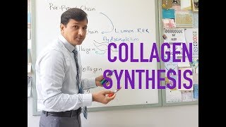 Collagen Synthesis [upl. by Affra94]