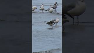 Greater Yellowlegs Calling wildlife birds naturelovers nature birdwatching birding [upl. by Otrebogad]