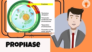 What happens in prophase [upl. by Haletky]