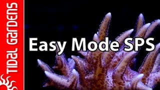 The quotEasy Modequot SPS Aquarium [upl. by Oiril]