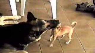 Pelea de perros [upl. by Alel]