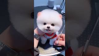 Pomeranian puppies price in India  Teacup Pomeranian dog price in India shorts price india dog [upl. by Esya]