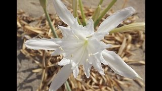 Giglio di mare  Pancratium maritimum  casaegiardinoit [upl. by Runkle433]