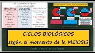 Ciclos Biológicos Según el momento de la MEIOSIS Organismos HAPLONTES DIPLONTES y HAPLO DIPLONTES [upl. by Siffre143]