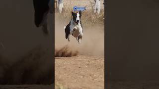 Greyhound Racing Dogs  Super Speed Track race Dogs tazidog [upl. by Merras950]