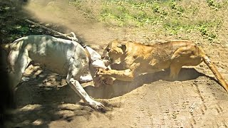 ONÇA PARDA vs DOGO ARGENTINO  DOGO ARGENTINO ATACA UMA ONÇA PARDA [upl. by Alderson257]