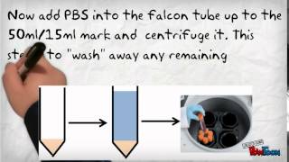 Standard PBMC Processing [upl. by Four]