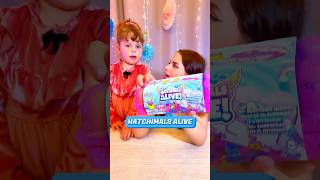 How to Hatch and Play with Your Hatchimals  Hatchimals Alive  Toys for Kids [upl. by Nilat]