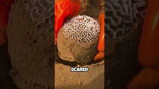 BRAIN CORAL uniquefacts ‎UnveilingUniqueFacts [upl. by Emera]