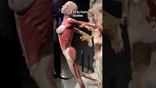 This anatomy museum displays REAL skinned bodies [upl. by Trici]