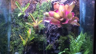 Pembuatan Vivarium Bioactive 32 Galon dan selang waktu Time Lapse [upl. by Ynney]