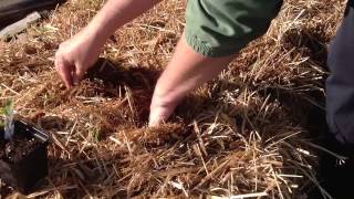 Planting in Straw Bales [upl. by Norrie]