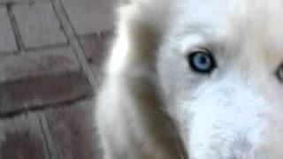 Samoyed Husky mix [upl. by Tiloine]