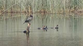 Phalacrocorax sulcirostris [upl. by Perrins680]