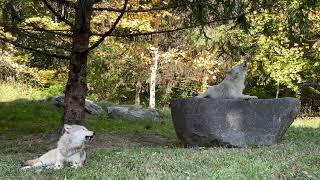 Gray Wolf Brothers Howl Among Autumn Leaves [upl. by Gould913]