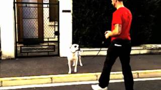 clip nicedogs  éducation rééducation canine comportementaliste canin île de france amp Oise [upl. by Haropizt982]