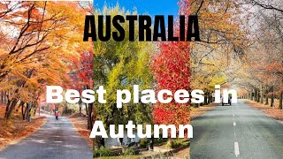 Best Places in Autumn Australia 🇦🇺 melbourne australia travel autumn aussie autumnleaves [upl. by Oinotnanauj]