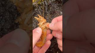 Eating Shrimp Parasite [upl. by Frye]