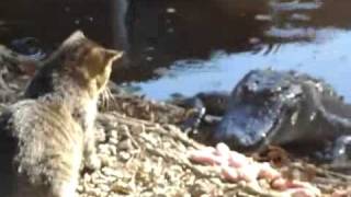 Animal Clip Of The Week Cat Fights Off Alligator [upl. by Richey]