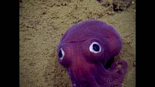 This Stubby Squid Knows How Cute It Is  Azula [upl. by Melvin]