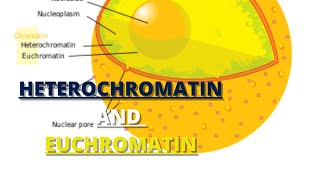 heterochromatin and euchromatin [upl. by Marielle]