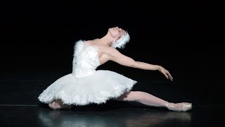 The Dying Swan – Natalia Osipova The Royal Ballet [upl. by Azila]