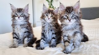 6 Weeks Old Maine Coon Kittens Are Completely Wild And Crazy [upl. by Rona]