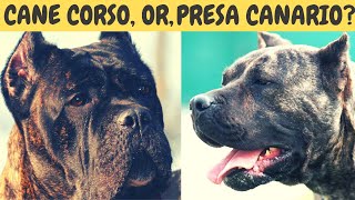 CANE CORSO or PRESA CANARIO Which to choose [upl. by Airpac]