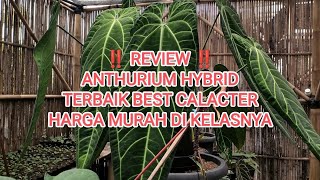 ‼️ REVIEW ANTHURIUM HYBRID TERBAIK ‼️ HARGA EKONOMIS DI KELAS NYA🔥 [upl. by Oicam145]