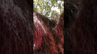 pohutukawa aerial rootskapcoastsunsetcliviaseascapes [upl. by Trula]